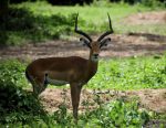 Benoit Briand - Antilope